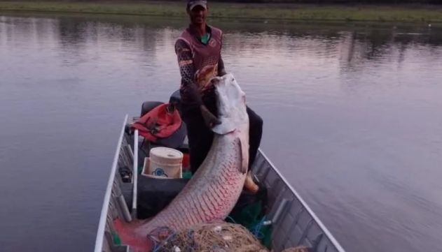 Entenda por que o pirarucu, peixe nativo da Amazônia, é um perigo para os  rios de SP, Rondônia Rural